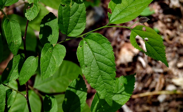 {Celtis occidentalis}